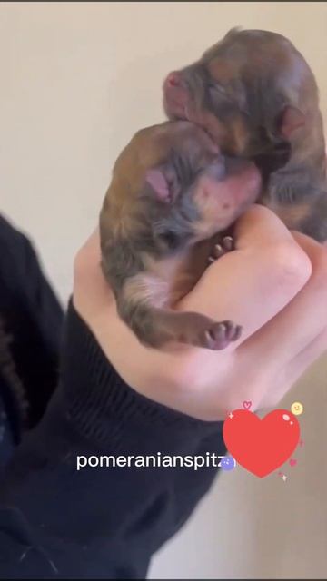 мы родились❤️❤️ два чудесных померанских мини-мишки от отца чемпиона появились на свет❤️❤️ смотреть онлайн