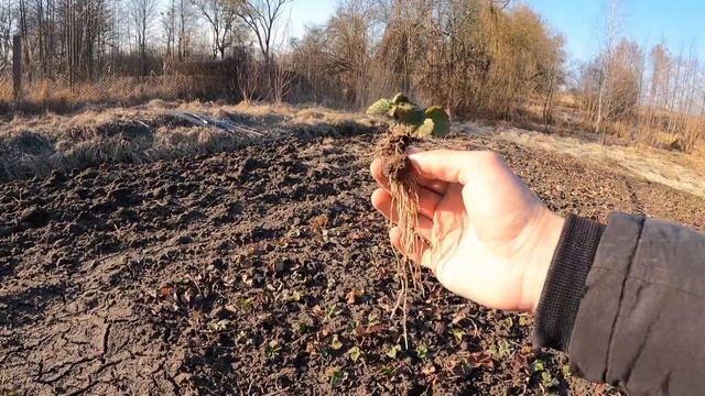 Полки по 5 грн буде тисячі штук.Розсада полуниці на вес смотреть онлайн