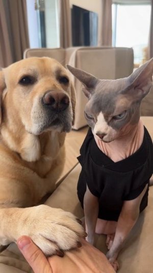 Кот точно уважает собаку😁
