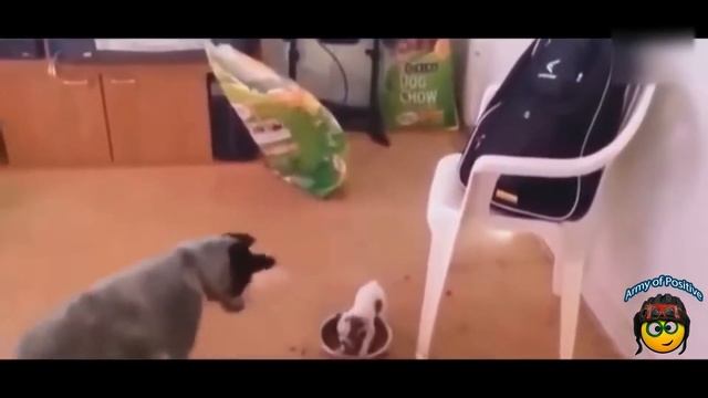 Подборка приколов (№ 12) / Collection of jokes / Une sélection de blagues смотреть онлайн