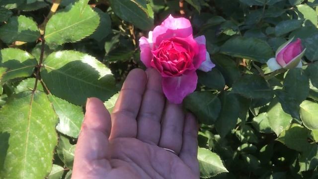 Дневник садовницы - Розы на начало мая