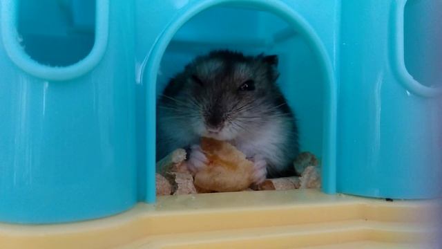 Хомяк Дейл хомячит банан смотреть онлайн