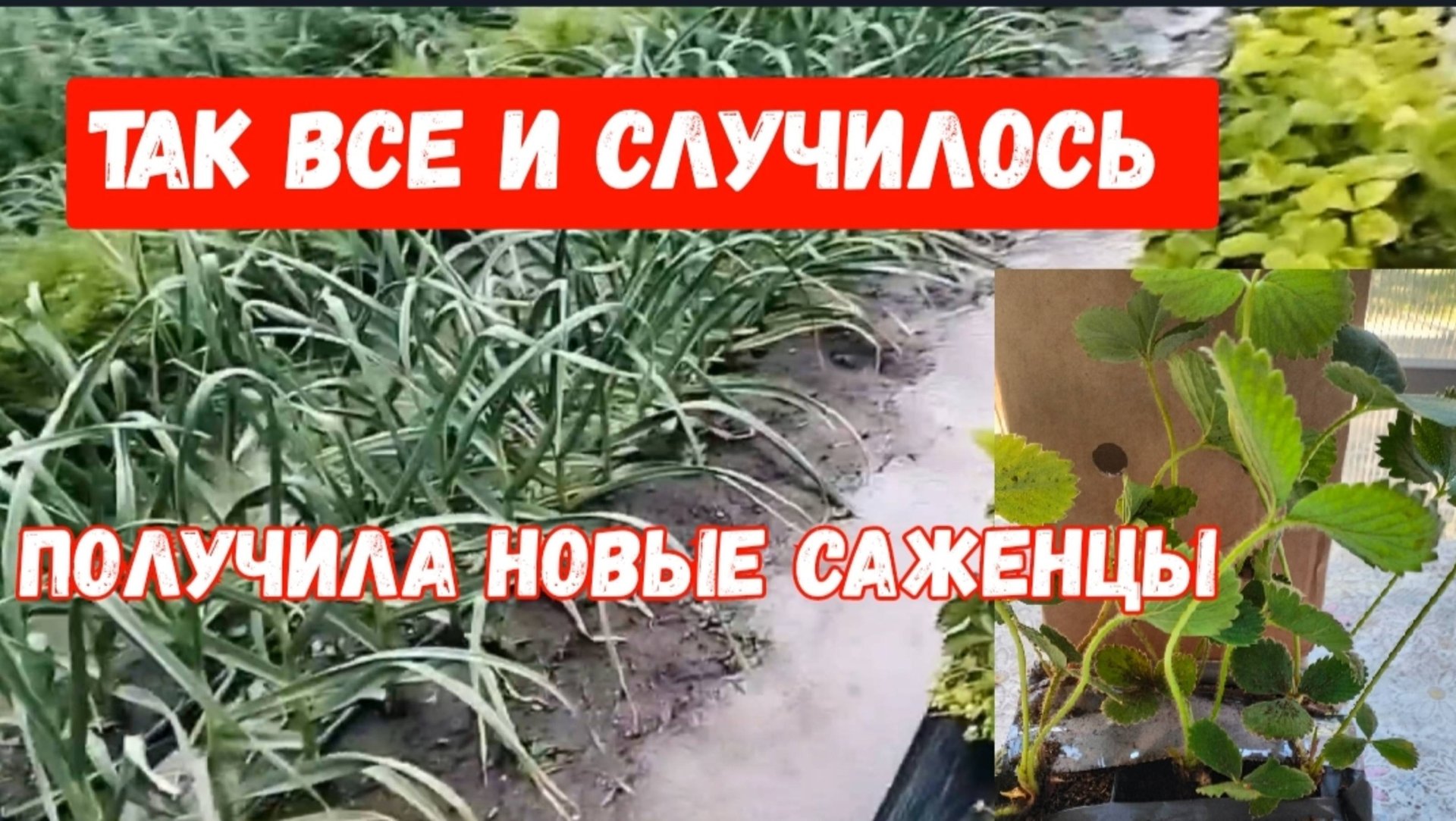 #24🌷19 мая Так все и случилось/Кабачковые оладьи/Получила новые саженцы смотреть онлайн