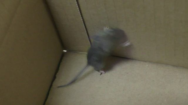 Мышку посадил в коробку смотреть онлайн