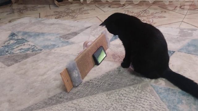 А кот смотрит мультики👀😂Подпишись если хочешь прикольные видео с котом🤍 смотреть онлайн