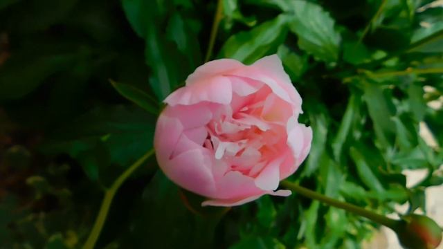 Выйдя по УДО, хирург купил у старой цыганки ковёр к себ