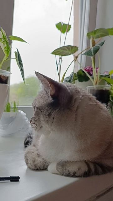 Каспер смотреть онлайн