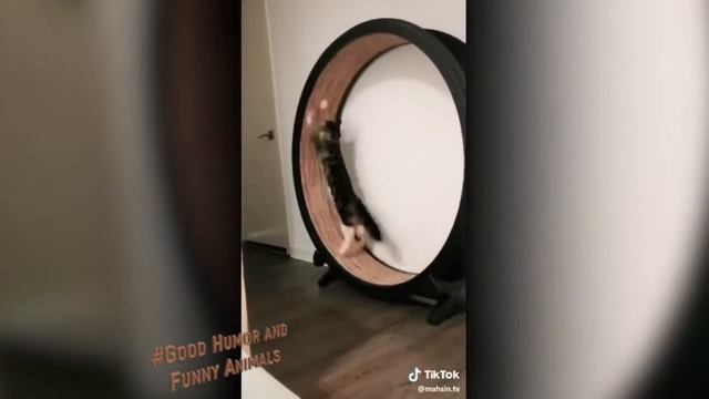 #ЮМОР| СОБАКИ ЗВОНЯТ ПО #FACETIME| СОБАКА ПРИНИМАЕТ ДЖАКУЗИ😂😂😂 смотреть онлайн