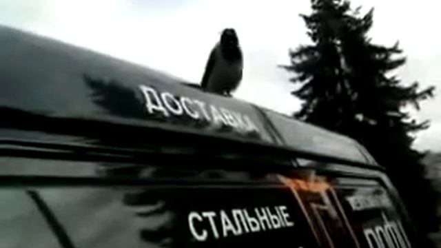 Смешные видео Приколы Нереальная ворона смотреть онлайн