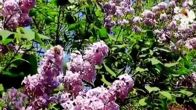 Всех кто родился весной, с Днем Рождения!!! смотреть онлайн