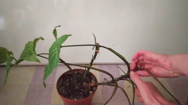 СИНГОНИУМ вырастет ПЫШНЫМ кустом, если сделать ТАК смотреть онлайн