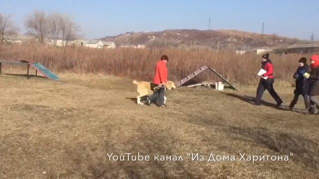 Цербер Ик Ташир - отец помета 