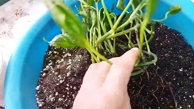 Повседневные заботы 🌱 Эпипремнум Годзилла и Филоден?