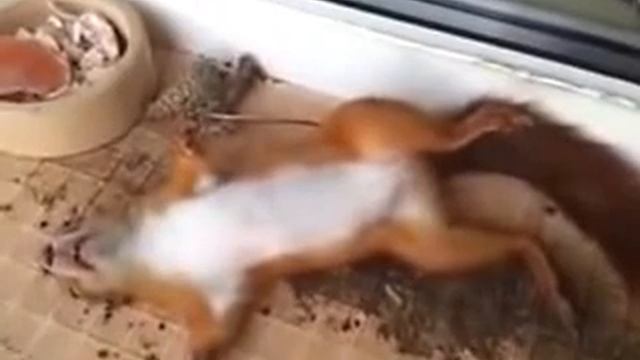 Пьяная белка смотреть онлайн