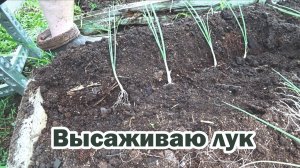 Высаживаю лук на грядку