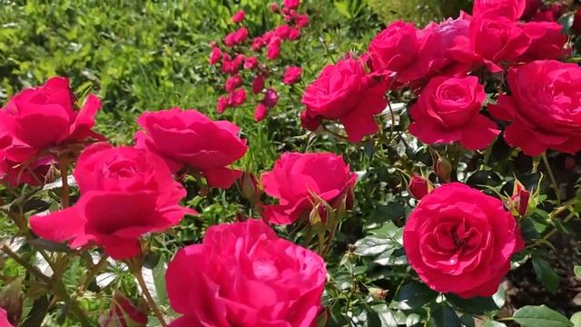 🌹CHERRY GIRL - роза Флорибунда ADR, Kordes, первое цветение. смотреть онлайн