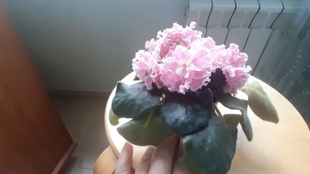 ПТ-Розита