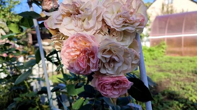 7 роз, цветущих до самых заморозков!