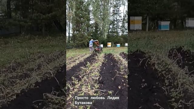 Копаем мотоблоком картофель смотреть онлайн