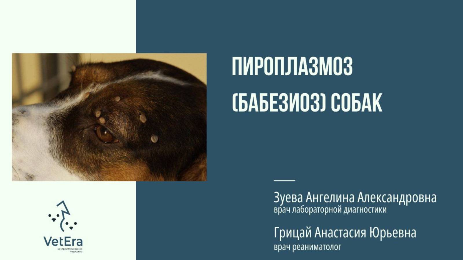 Пироплазмоз (бабезиос) собак смотреть онлайн