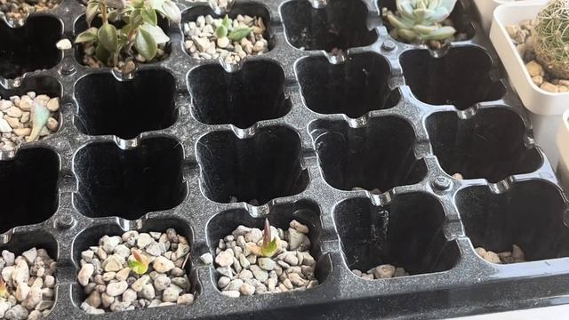 Пересадка сіянців алое та хавортій смотреть онлайн