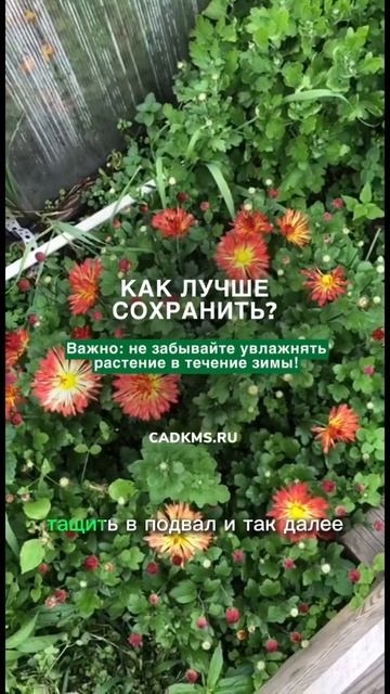 #хризантемы #хризантемывсаду #хризантема #хризантемам смотреть онлайн