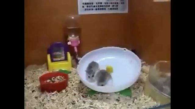ВЕСЛЫЕ ХОМЯЧКИ! Видео приколы про забавных грызунов! смотреть онлайн