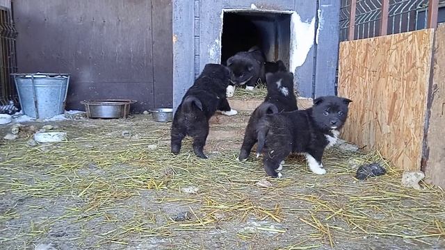 Щенки РЕЛ. Гектор - Виола. Часть 4.