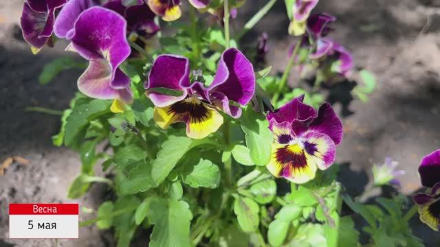 А-ля сад! Дневник наблюдений. Часть пятая. смотреть онлайн