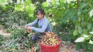 Девушка из Вьетнама собирает урожай личи. Жизнь во Въетнаме