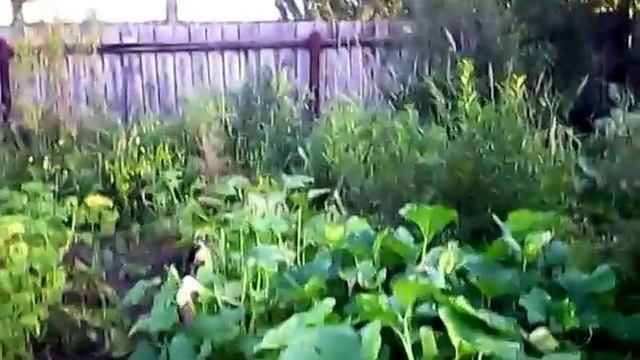 коты и птички !!! Коты охотники!Приколы про котов!Прикольное видео! смотреть онлайн
