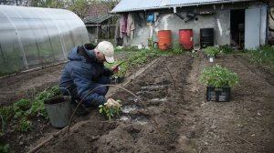 Высадка в открытый грунт рассады помидоры "Бычье сердце"