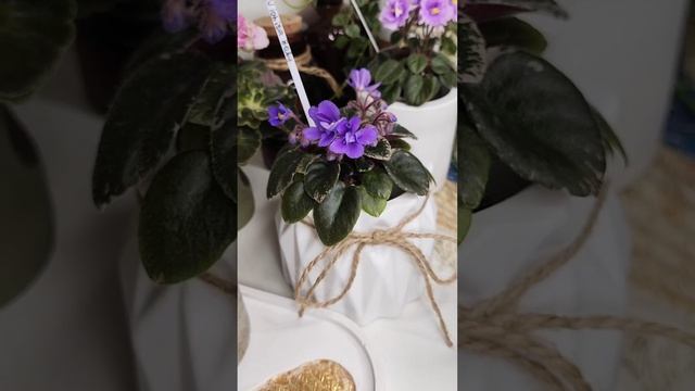 Цветущие миниатюрные фиалки. Можно приобрести в моем ? смотреть онлайн