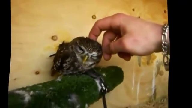 Смешные птицы Видео подборка смотреть онлайн