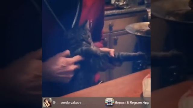 Кавказский кот смотреть онлайн