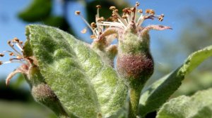 Деревья отцвели: Вторая обработка сада от вредителей и болезней