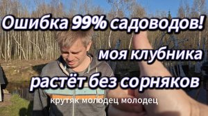 ИДЕАЛЬНАЯ ГРЯДКА ДЛЯ КЛУБНИКИ БЕЗ СОРНЯКОВ: мой проверенный способ с чёрной агротканью!