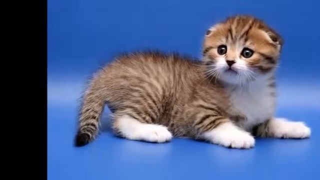 Мой кот любит хип-хоп