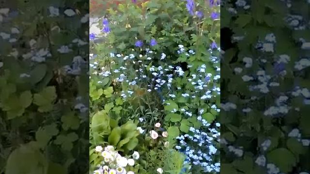 Куда посадим самосев из дерна. Цветущий дворик.