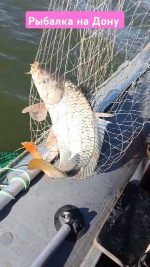 Рыбалка на Дону Пятиизбянская #рыбалка #рыба #рыбалкан