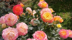 Все цвета на одном кусте - волшебная роза Гартеншпас о?