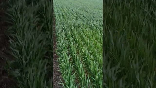 Озимая пшеница, No-Till (первый год), Белгородская область смотреть онлайн