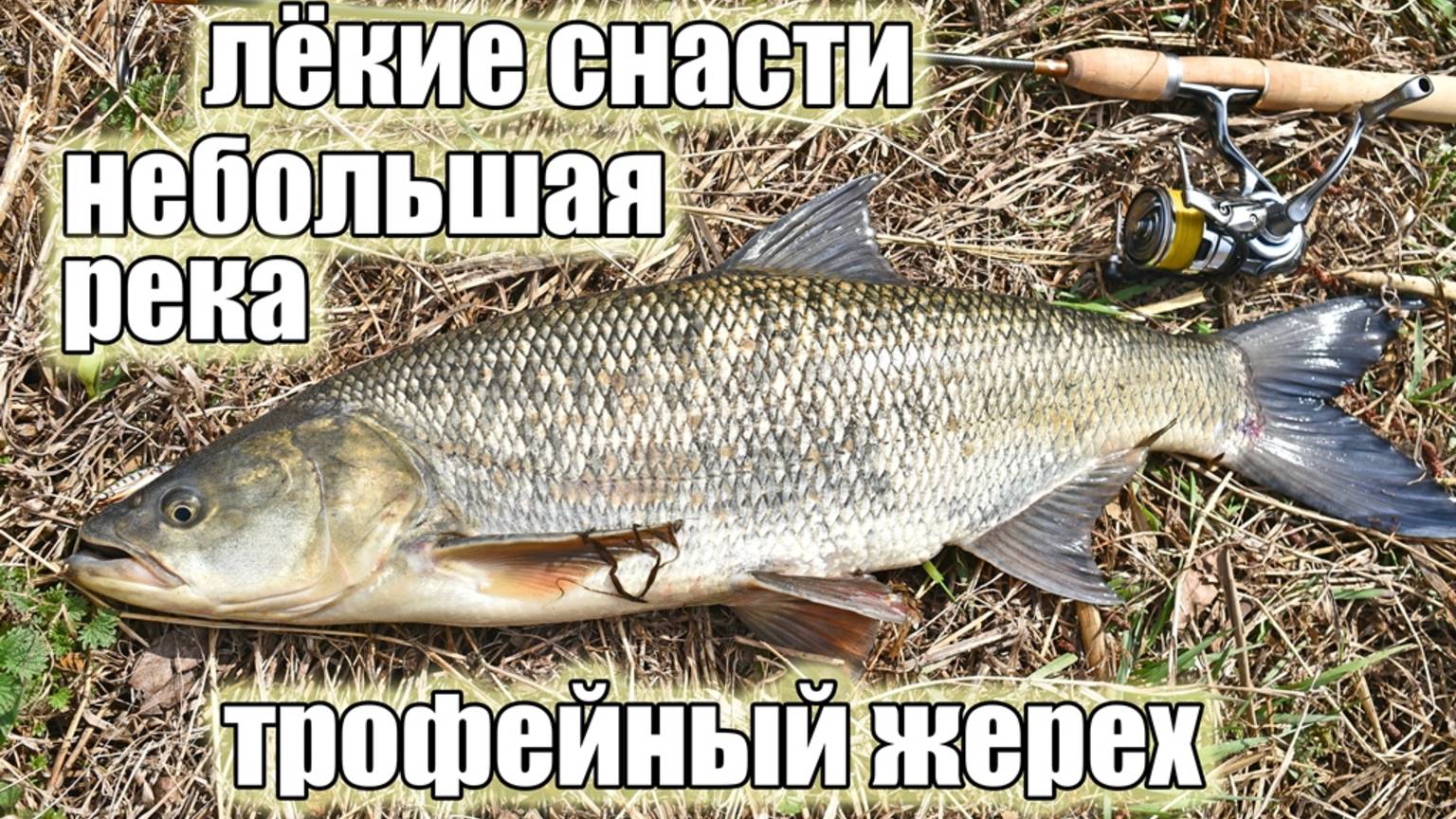 С лёгкими снастями за трофейным жерехом