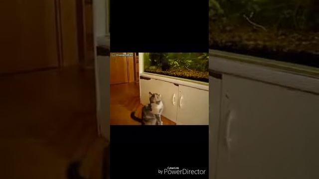 Yangi pirikol kachok parot boldi 2017. Янги прикол качок парот болди 2017 смотреть онлайн