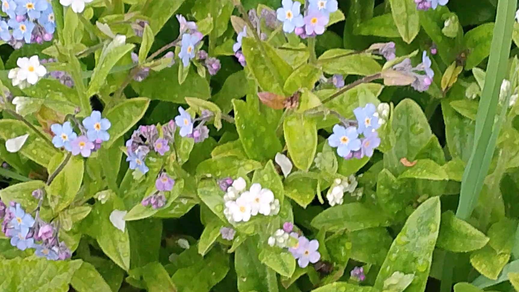 19-05-2025 я сделала это/мои страхи/дела двигаются/комментарии🌺🌺🌺