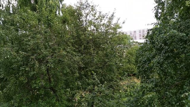 ЮМОР.ЯСНЫЙ ДЕНЬ И МУХА. БАСНЯ МУХ И МУХА. смотреть онлайн