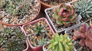 Суккуленты переезжают.  Обзор эхеверий