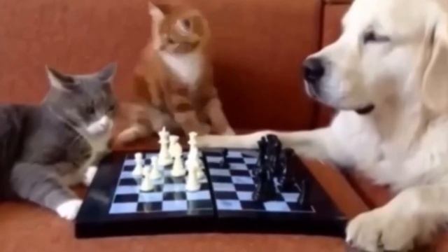 ПРИКОЛЫ ФЕВРАЛЬ 2021 #13|Отборный Юмор 2021|Лучшие Приколы 2021|Смех До Слез|Выпуск #13 смотреть онлайн