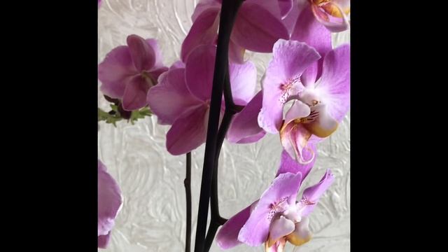 4/6.04.25 Ад і фаленопсис. Phal. Cadillac Peloric #orchid #phalaenopsis #війнав?