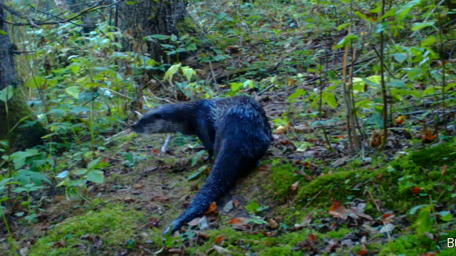 Фотоловушка на берегу речки. Подкармливаю выдру. Сентябрь 2024. смотреть онлайн